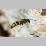 Ancistrocerus nigricornis - Lehmwespe 20b am IH.jpg